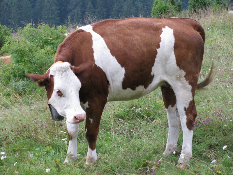 pepajs.cz